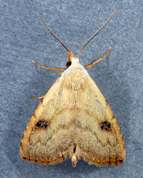 Rivula sericealis - Straw Dot
